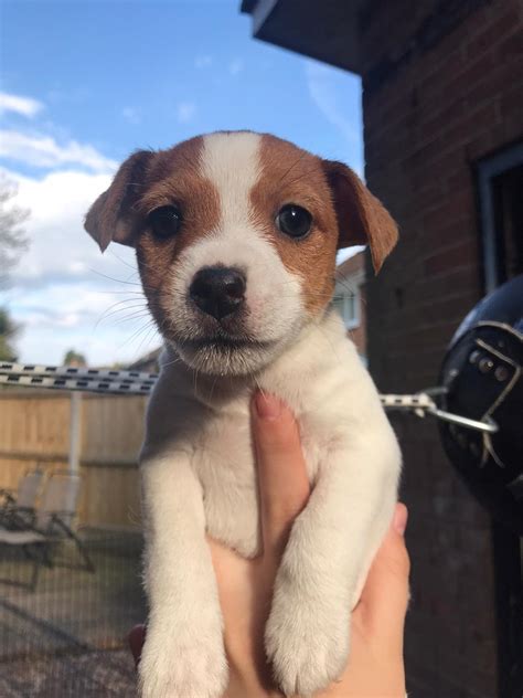 Jack russell puppies scotland  Suitable for: Active families, individuals, or couples
